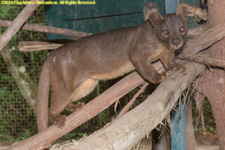 fossa